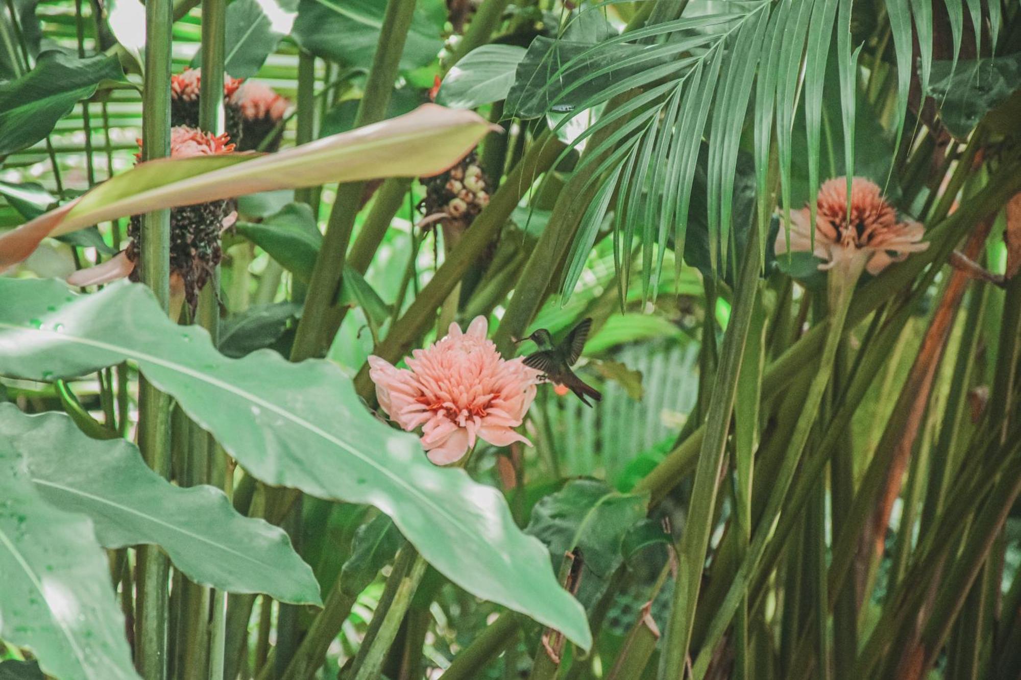 Bocas Garden Lodges Bocas del Toro Eksteriør bilde